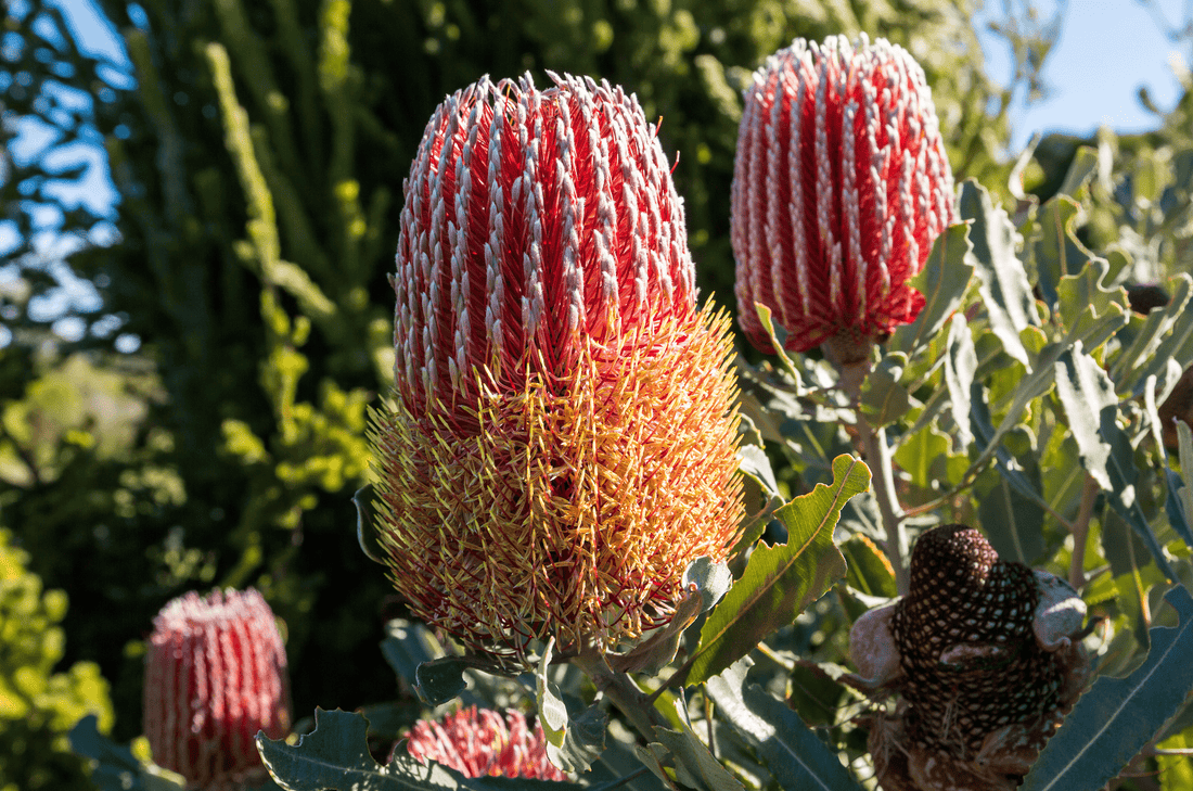 Banksia menziesii, Flame Banksia flower