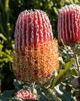 Banksia menziesii, Flame Banksia flower