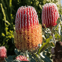 Banksia menziesii, Flame Banksia flower