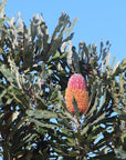 Banksia menziesii, Flame Banksia mature