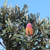 Banksia menziesii, Flame Banksia mature