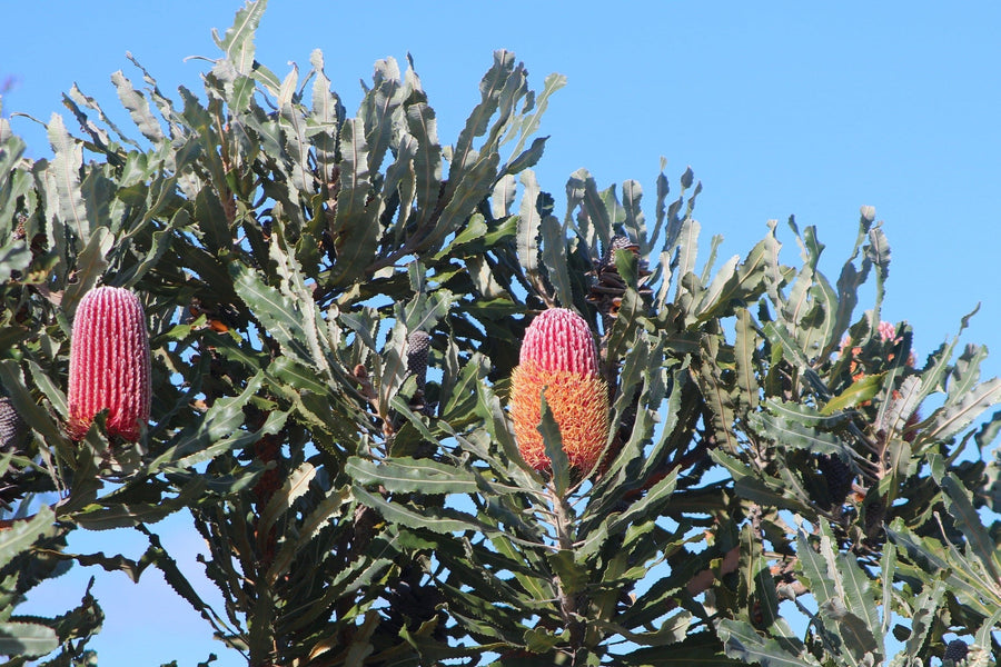 Banksia menziesii, Flame Banksia mature