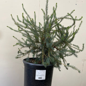 Banksia nutans, Coast Banksia 5 gallon