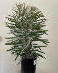 Banksia prionotes Dwarf, Acorn Banksia