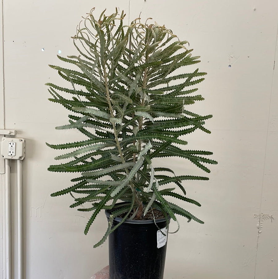 Banksia prionotes Dwarf, Acorn Banksia