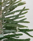 Banksia prionotes Dwarf, Acorn Banksia foliage