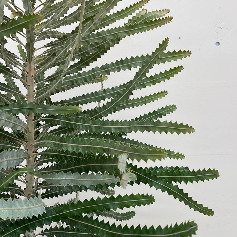 Banksia prionotes Dwarf, Acorn Banksia foliage