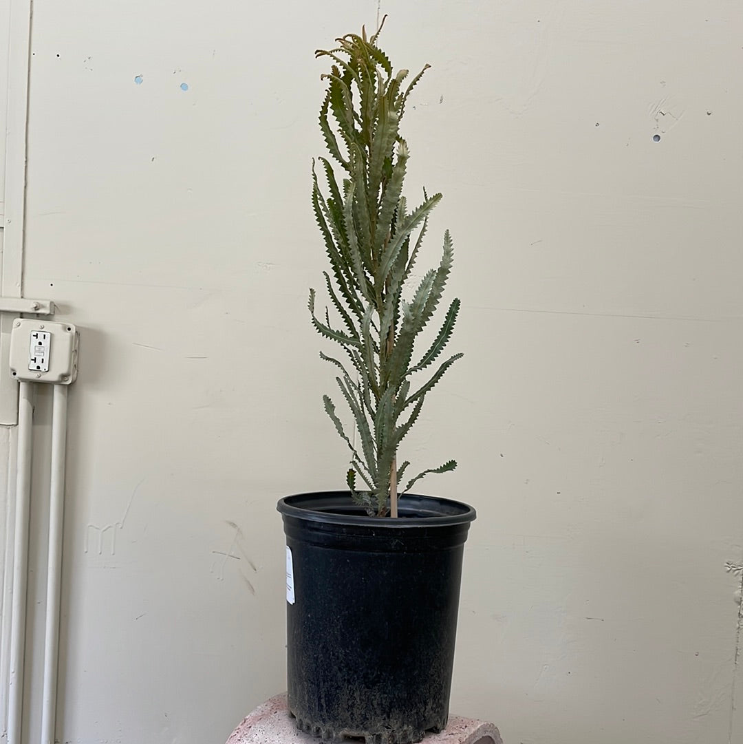 Banksia prionotes x menziessi, Orange Banksia 5 gallon