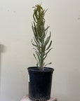 Banksia prionotes x menziessi, Orange Banksia 5 gallon