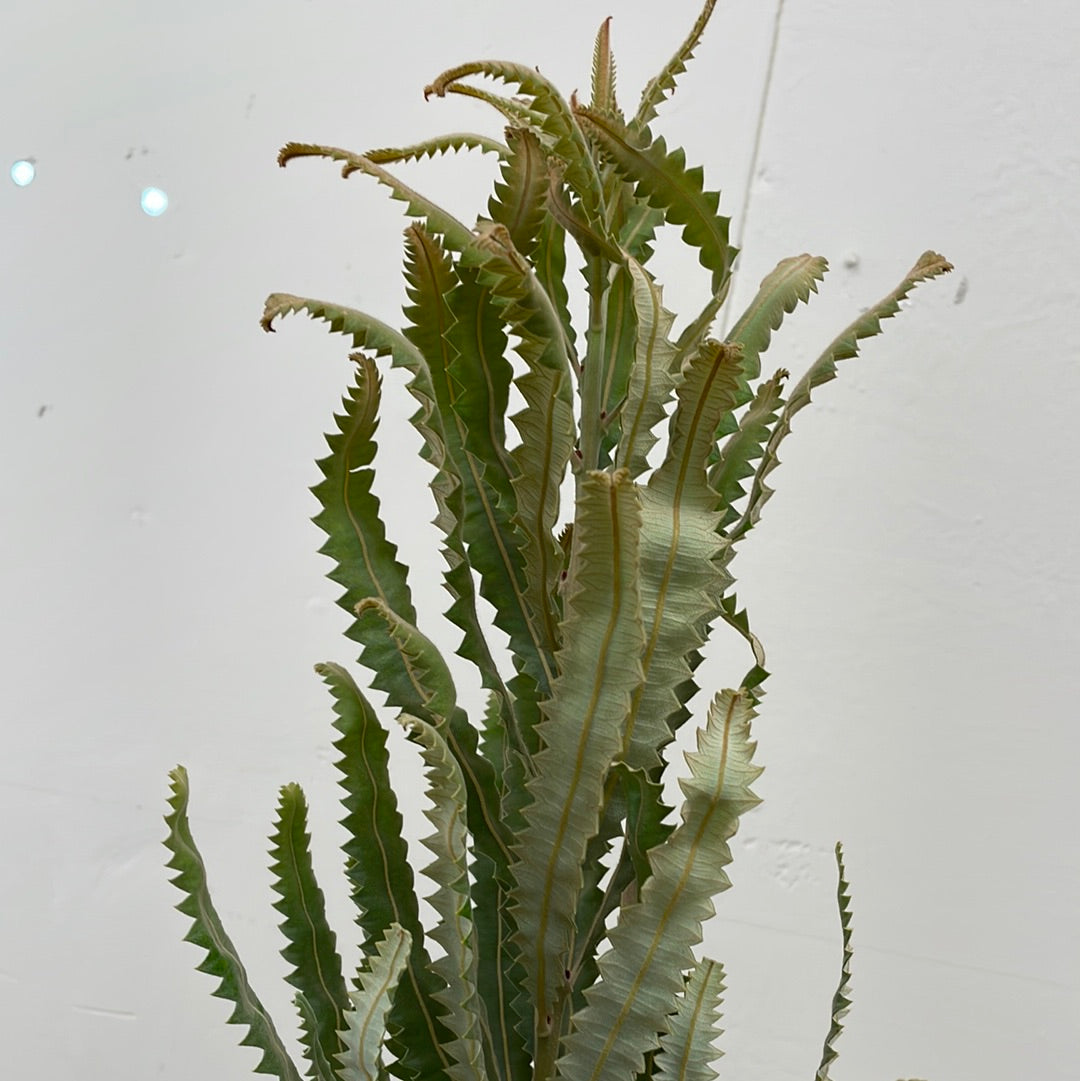 Banksia prionotes x menziessi, Orange Banksia foliage