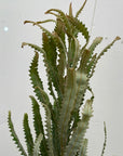 Banksia prionotes x menziessi, Orange Banksia foliage