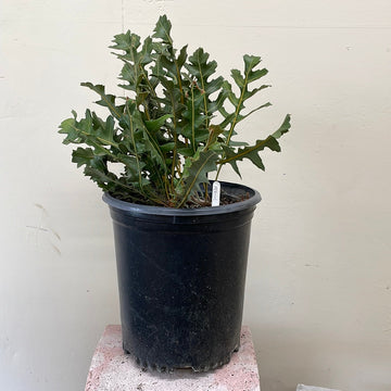 Banksia repens, Creeping Banksia 5 gallon