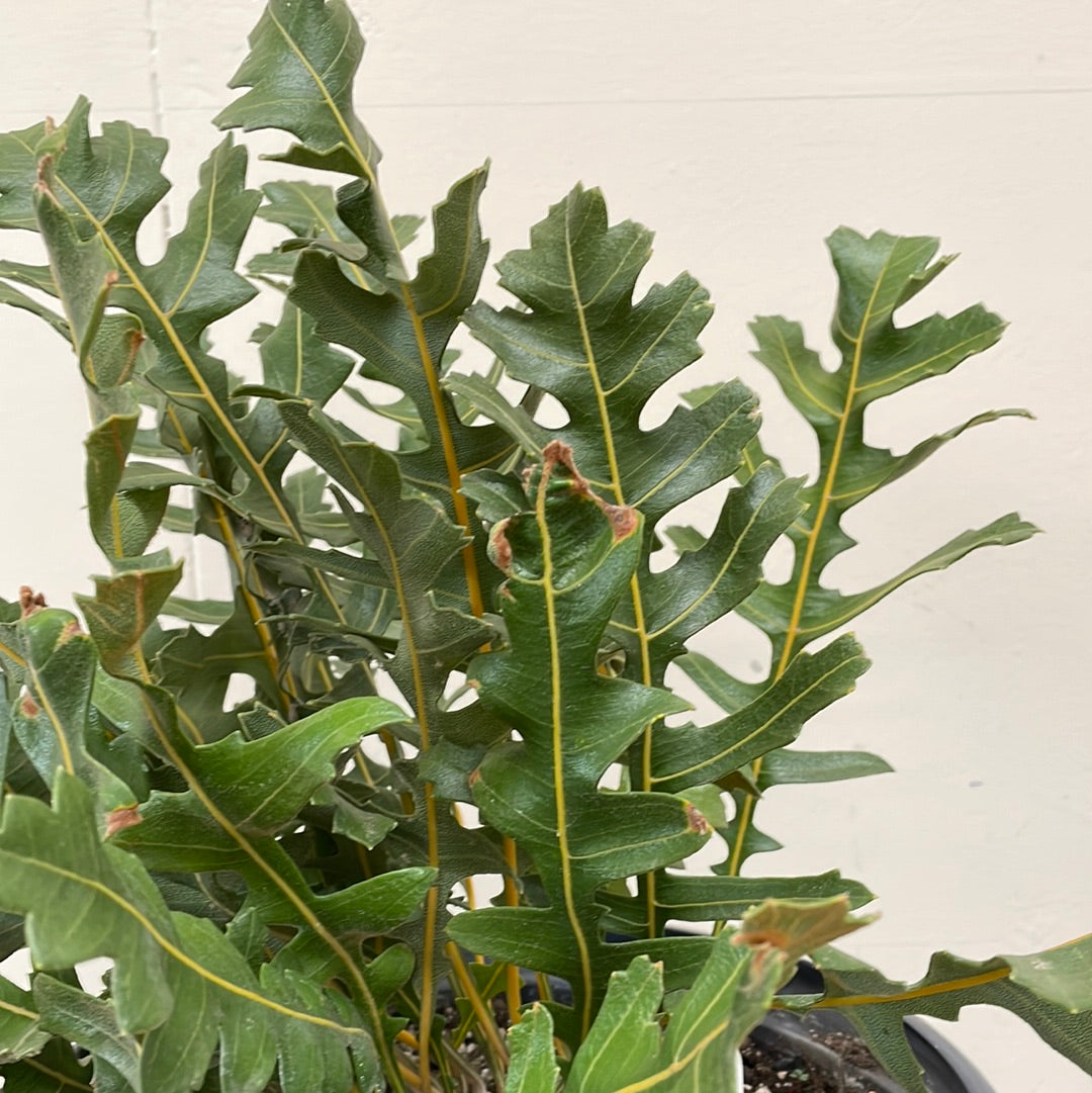 Banksia repens, Creeping Banksia foliage