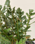 Banksia repens, Creeping Banksia foliage