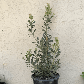 Banksia sceptrum, Sceptre Banksia