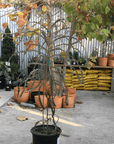Banksia speciosa, Showy Banksia