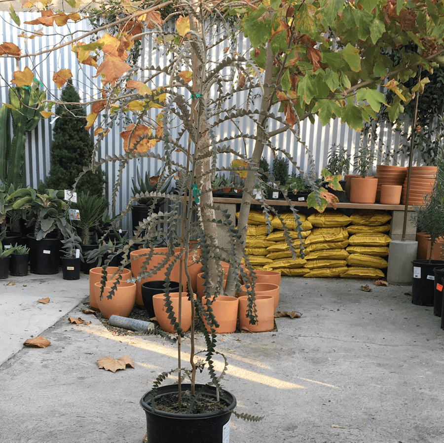 Banksia speciosa, Showy Banksia