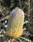 Banksia speciosa, Showy Banksia