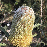 Banksia speciosa, Showy Banksia