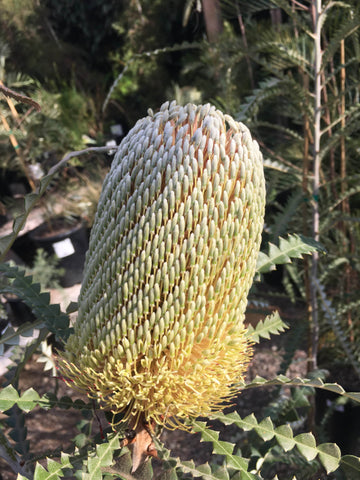 Banksia speciosa, Showy Banksia