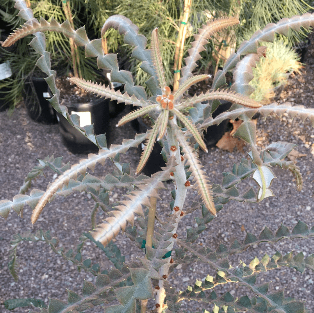 Banksia speciosa, Showy Banksia