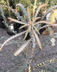 Banksia speciosa, Showy Banksia