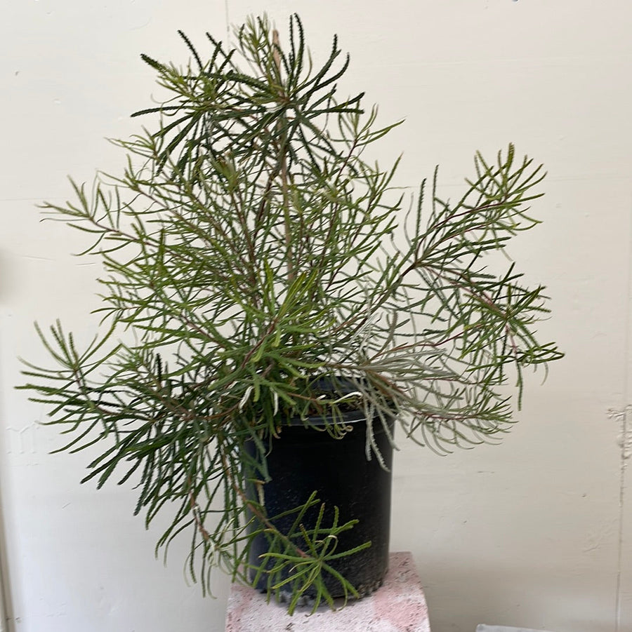 Banksia spinulosa, Koala Blooms Banksia