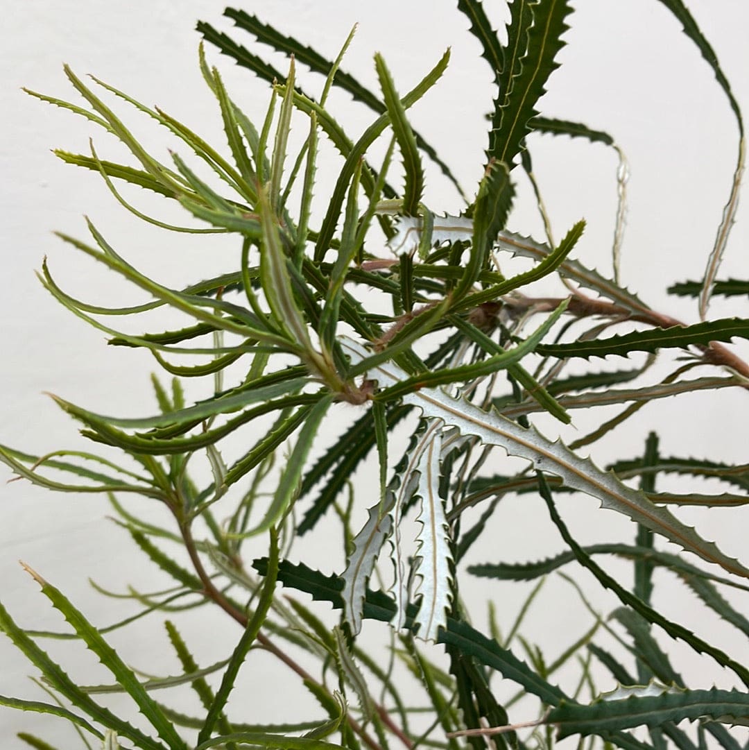 Banksia spinulosa, Koala Blooms Banksia