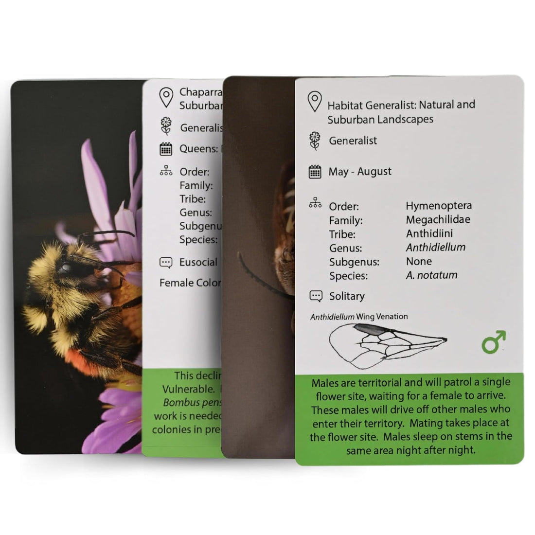 BeeSip - Native Bees of the Western United States Flash Cards