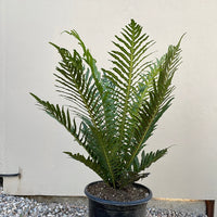 Blechnum gibbum Silver Lady, Silver Lady Fern 5 gallon