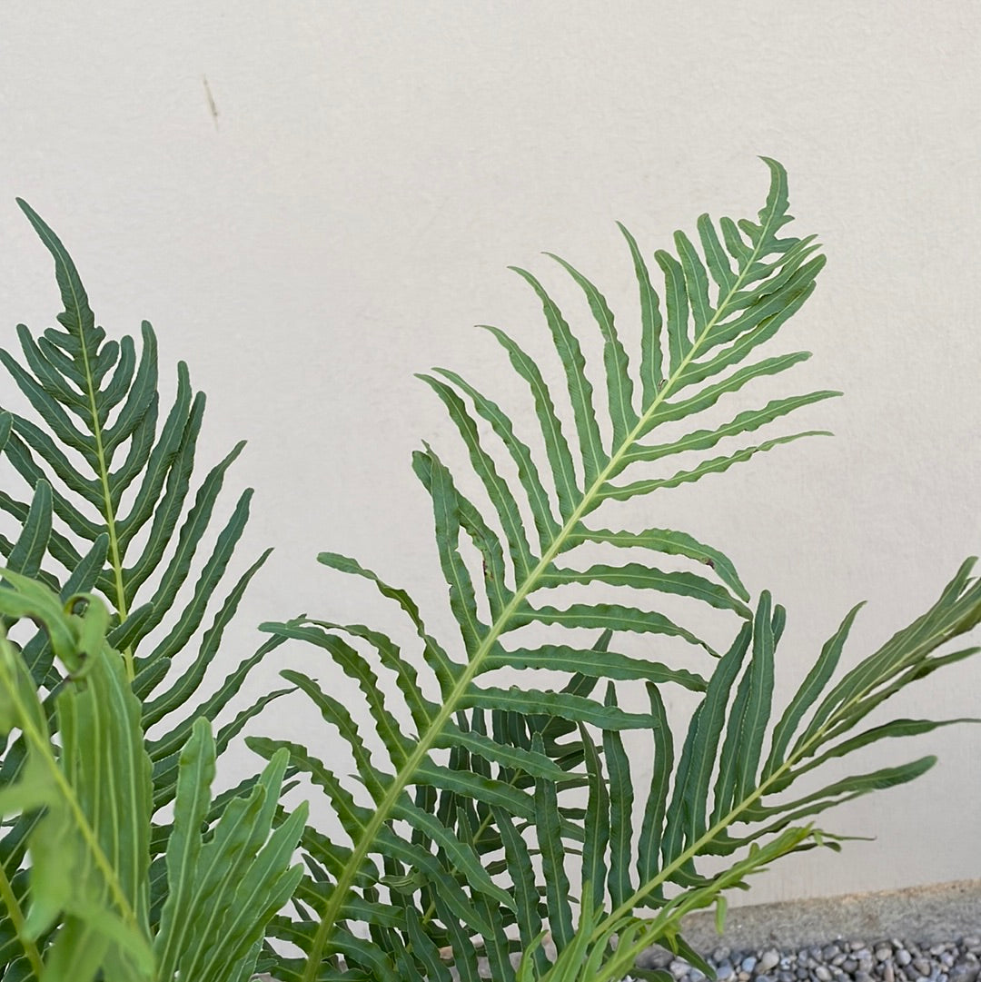 Blechnum gibbum Silver Lady, Silver Lady Fern foliage