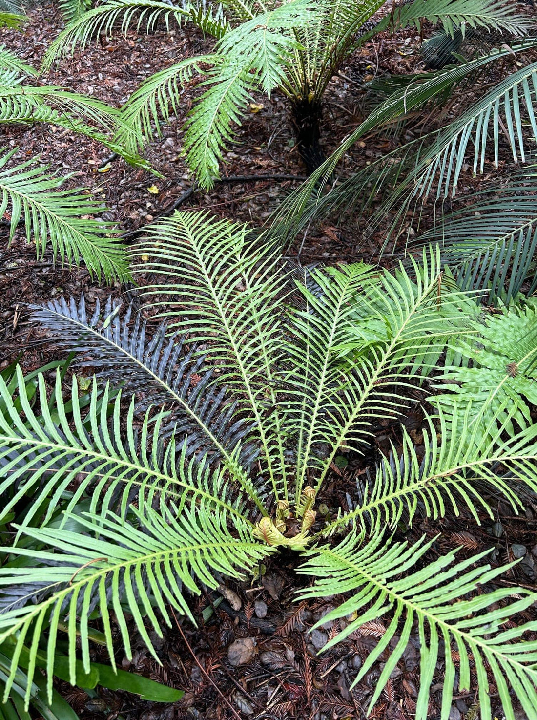 Blechnum gibbum Silver Lady, Silver Lady Fern mature