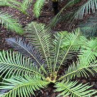 Blechnum gibbum Silver Lady, Silver Lady Fern mature