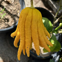 Buddha's Hand Citron Fruit
