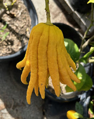 Buddha's Hand Citron Fruit