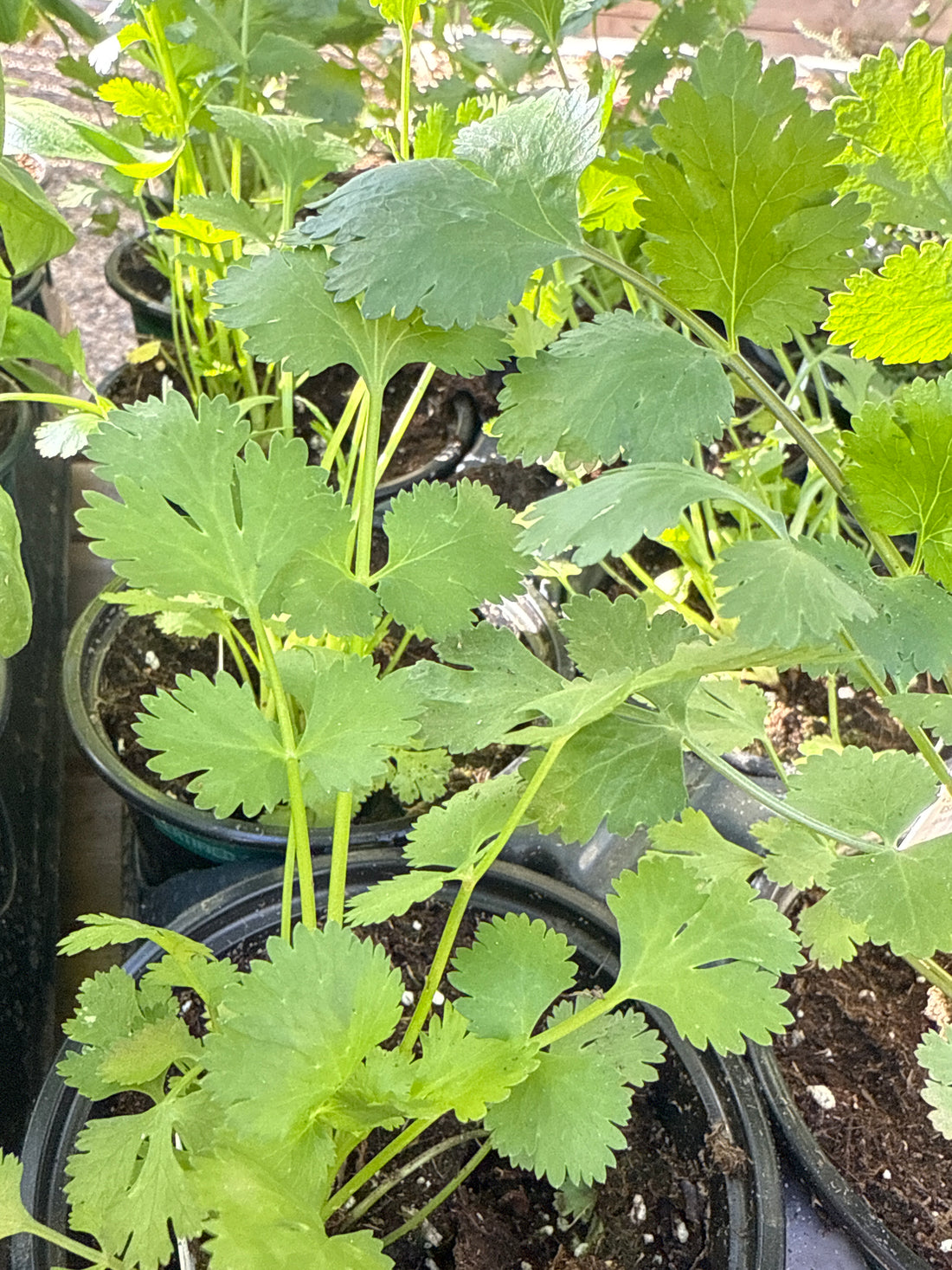 Organic Cilantro