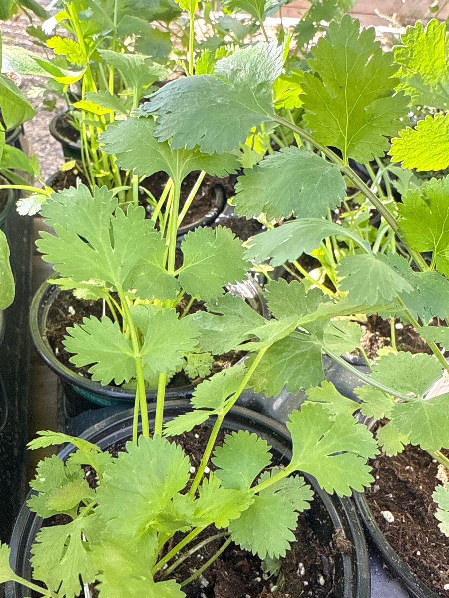 Organic Cilantro