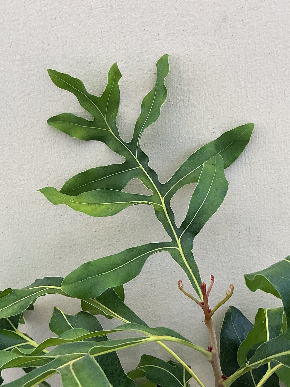 Stenocarpus sinuatus , Firewheel Tree