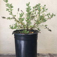 Ceanothus 'Ray Hartman' 1 gallon