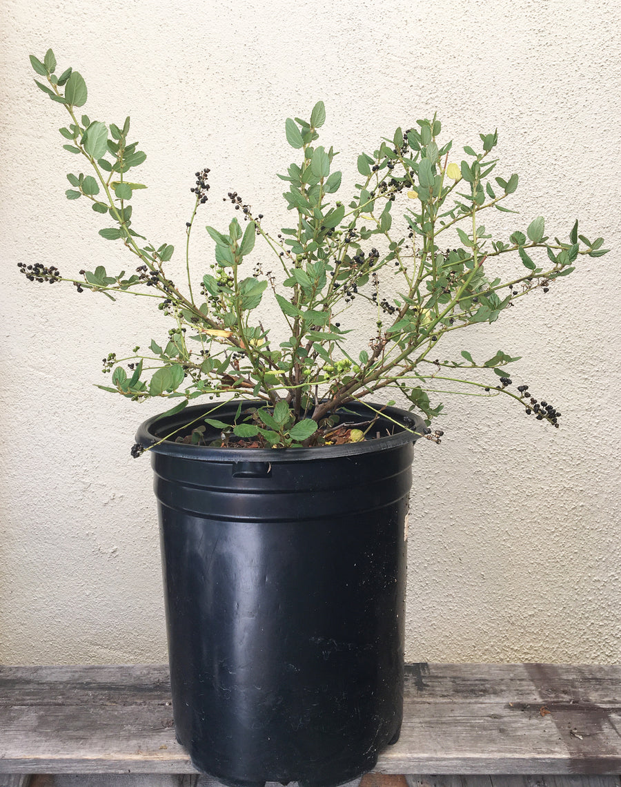 Ceanothus 'Ray Hartman' 1 gallon