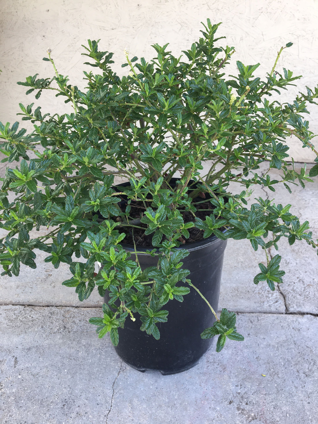 Ceanothus 'Joyce Coulter' 1 gallon