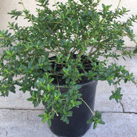 Ceanothus 'Joyce Coulter' 1 gallon