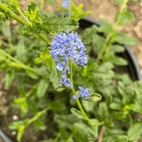 Ceanothus 'Joyce Coulter' flower