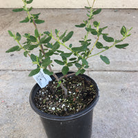 Ceanothus 'Ray Hartman' 1g