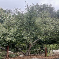 Ceanothus 'Ray Hartman' mature