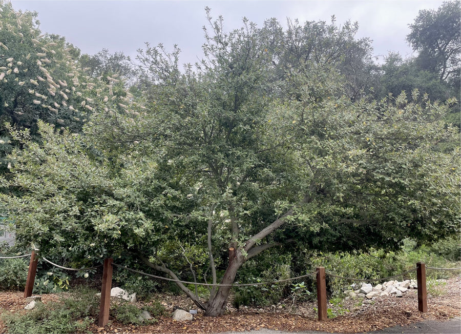 Ceanothus 'Ray Hartman' mature