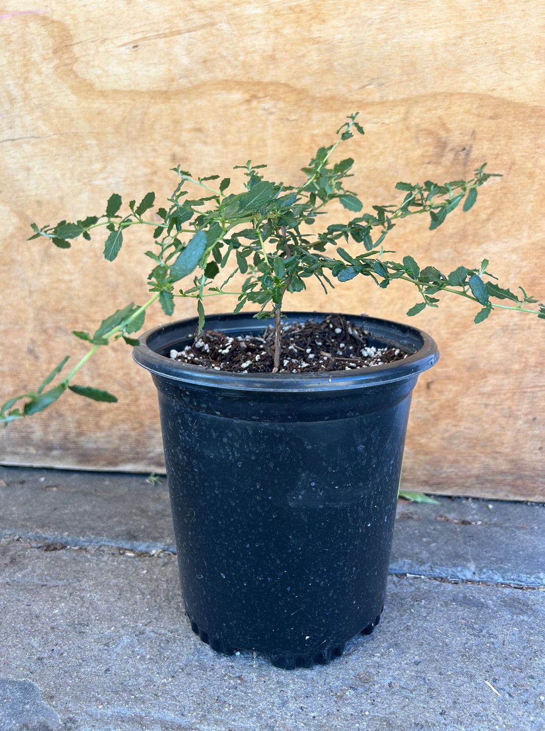 Ceanothus megacarpus,  Bigpod Ceanothus 1 Gallon