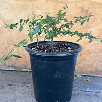 Ceanothus megacarpus,  Bigpod Ceanothus 1 Gallon