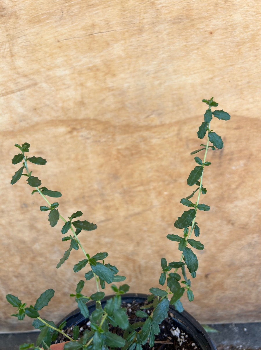 Ceanothus megacarpus,  Bigpod Ceanothus foliage