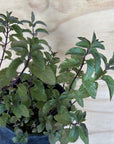 Chocolate Mint foliage